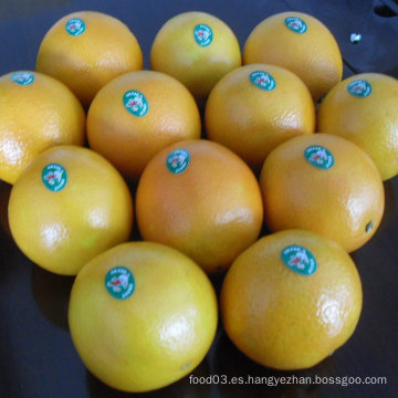 Proveedor regular para naranja fresca china del ombligo